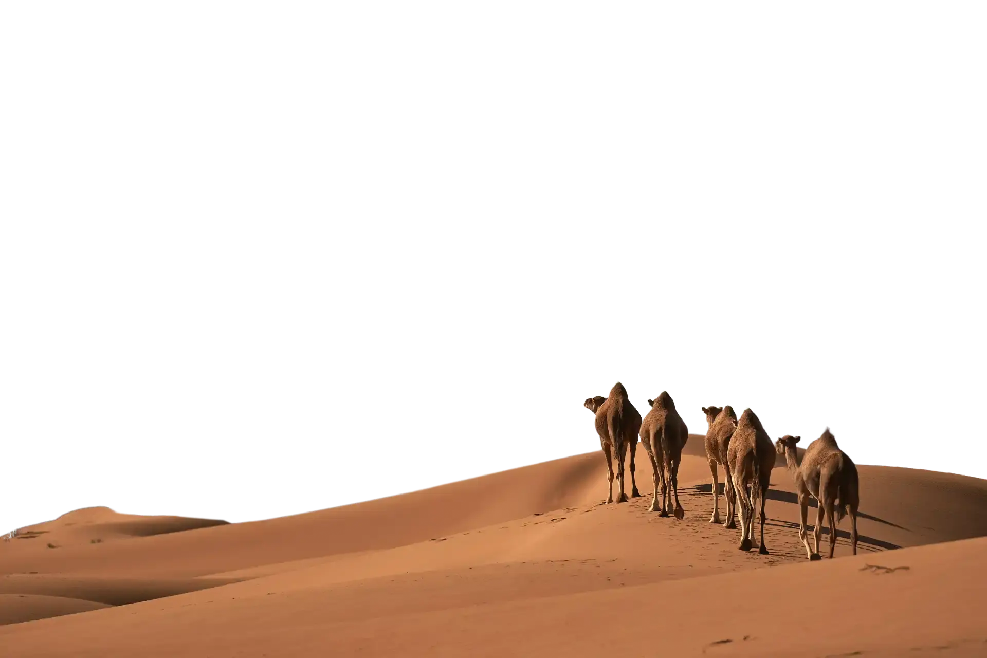 Caravane de dromadaires et dunes de premier plan