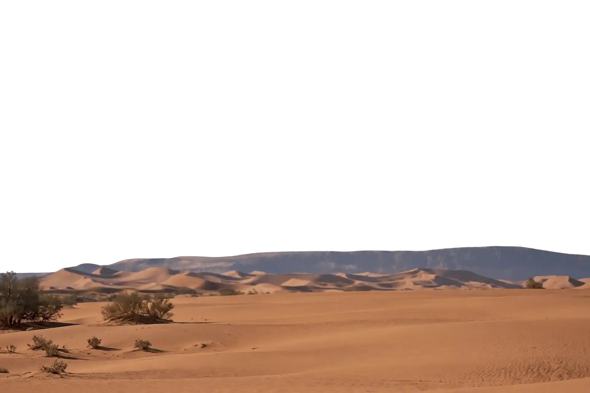 Dunes ondulantes du désert