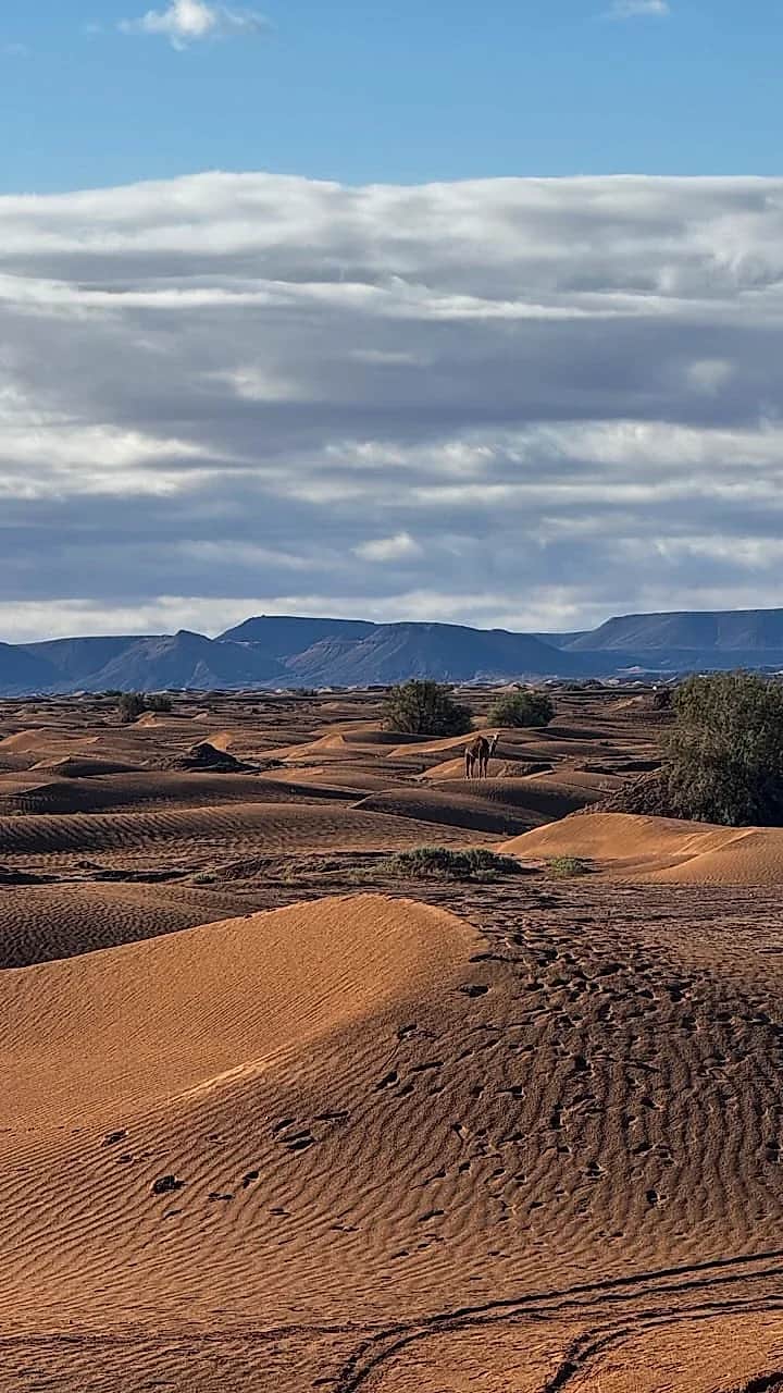 Guide nomade ouvrant la voie dans les dunes